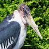 Marabou Stork