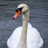 Mute Swan