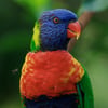 Rainbow Lorikeet