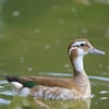 Ringed Teal