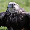 Saker Falcon