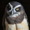 Spectacled Owl