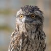Tawny Frogmouth