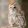 Tawny Owl