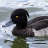 Tufted Duck