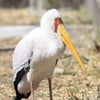 Yellow-billed Stork