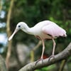 African Spoonbill
