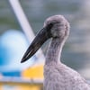 An Asian Openbill stork standing with its distinctive open bill visible, showing grey-white plumage and glossy black wing feathers.