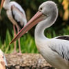 A large white pelican with black wings and a huge pink bill resting near a body of water.