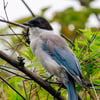 An azure-winged magpie with a black cap, pale grey body and blue wings perched on a branch among green leaves.