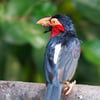 A brightly colored bird with a black back, a vibrant red chest, a massive pale bill, and prominent bristles around its face.