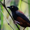 A stunning black bird with a bright crimson breast patch perched on a mossy branch in a misty montane forest.