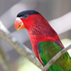 A vibrant Black-capped Lorry with a red body, blue underparts, green wings, and a black cap perched on a branch.