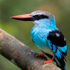 A Blue-breasted Kingfisher perched on a branch, displaying its bright blue head and back, distinctive blue breast band, and two-toned red and black bill.