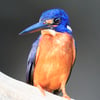 A small Blue-eared Kingfisher with deep metallic blue upperparts and orange underparts, perched on a branch above water.