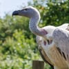 A large vulture with pale cream plumage, a bare pinkish neck and head, perched on a rocky cliff edge.