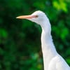 A small white egret with buff-colored breeding plumes standing in a grassy field near grazing cattle.