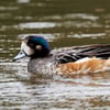 Chiloé Wigeon