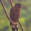 A Crested Serpent Eagle perched in a tree, showing its bold black-and-white fan crest and yellow facial skin.