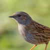 Dunnock
