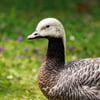 Emperor goose with a white head, black throat, pink bill and scaled grey-brown plumage, on grass dotted with purple flowers.