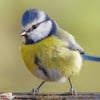 Eurasian Blue Tit