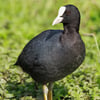 A black waterbird with a white beak and forehead shield swimming on a calm water surface.