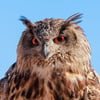 A majestic Eurasian Eagle-Owl perched on a rocky ledge, showing its prominent ear tufts and intense orange eyes.