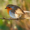 European Robin