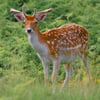 Fallow Deer