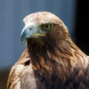 A majestic Golden Eagle with dark brown plumage and a golden nape.