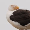 A very large gull with a slate-black back, white head and underparts, a massive yellow bill with a red spot, and pale pink legs.