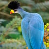 A large, vibrant blue bird with a prominent black crest and a yellow beak tipped with red, perched on a mossy branch.