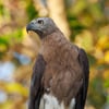 A large fish eagle with a pale grey head, dark brown wings, and a white belly perched on a branch near water.