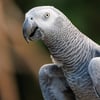 A Grey Parrot with soft ash-grey plumage, a pale white face, black bill and bright red tail feathers.