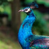 A male Indian Peafowl showcasing his iridescent blue neck and crown crest feathers.