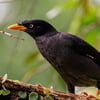 A Javan Myna perched on a branch, showing its glossy black plumage, white wing patch, and bright yellow bill and eye patch.