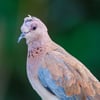 A small rufous-brown dove with a speckled black-and-white necklace and blue-grey wing panels perched on a branch.