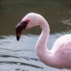 A flock of pink lesser flamingos wading in the shallow caustic waters of an alkaline soda lake.