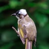 Light-vented bulbul with a black-and-white head, olive-brown upperparts and pale underparts.