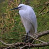 An elegant white bird with a long black bill, black legs, and yellow feet hunting in shallow water.