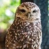 A small owl with bright yellow eyes, mottled brown-and-white plumage, and a flat-topped head, perched upright on a fence post.