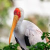 A medium-sized white stork with a yellowish bill, bald red-to-pinkish facial skin, and black flight feathers, foraging in a shallow wetland.