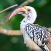 A small hornbill with black-and-white speckled plumage and a bright red, curved bill perching on a branch.