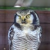 A slender owl with a long tail, barred underparts, and a falcon-like face perched atop a conifer.