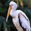 A large wading bird with a white body, black-and-white barred wings, bright pink tail coverts, and a yellow downward-curving beak.