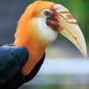A Papuan Hornbill perched on a branch, showing its large corrugated bill and casque, creamy white head, and jet-black body plumage.