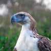 A majestic Philippine eagle with a prominent shaggy crest, powerful grey beak, and intense blue-grey eyes looking forward.