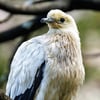 A Pied Imperial Pigeon perched on a branch, displaying its clean white plumage and black wing tips.
