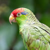 A Red-crowned Amazon parrot perched on a branch, displaying its bright green body, red crown, and green cheeks.